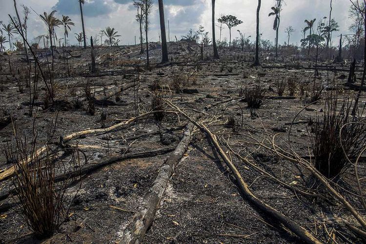 Pemandangan area terbakar dari kebakaran di hutan hujan Amazon, dekat Novo Progresso, Brasil, Minggu (25/8/2019). Kebakaran hutan Amazon menjadi sorotan dunia setelah api yang menjalar di paru-paru dunia itu mencapai 18.627 kilometer persegi tahun ini, dengan 76.720 kebakaran terjadi dari Januari-Agustus.