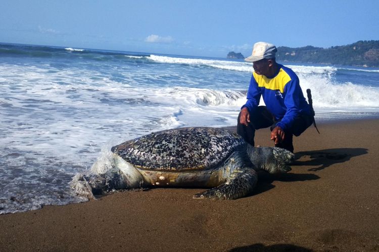 Seorang nelayan tengah berusaha membawa Penyu jenis abu abu yang mati di pantai kili-kili kecamatan Panggul Kabupaten Trenggalek Jawa Timur, menjauh dari pantai agar tidak terbawa ombak (04/10/2017)