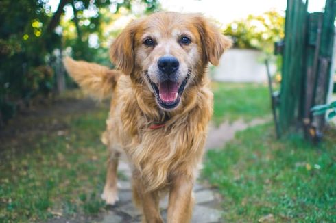 5 Jenis Bau yang Dibenci Anjing