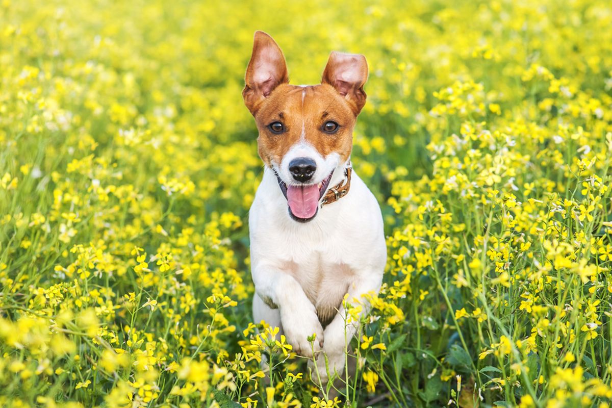 Ilustrasi anjing Jack russell terrier.