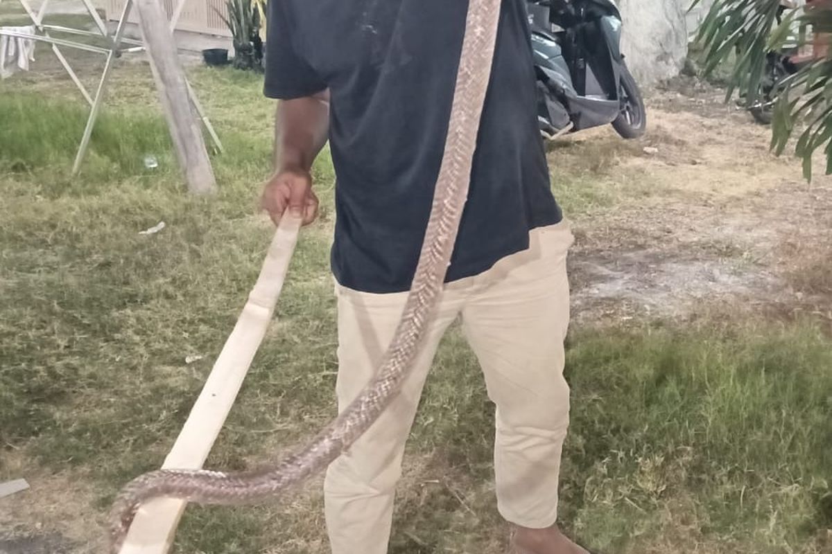 Warga Situbondo tangkap ular kobra.
