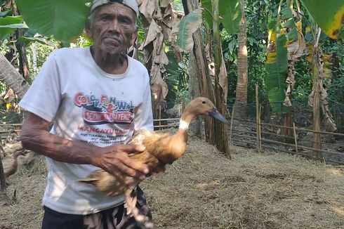 Pengakuan Mbah Mardi, Lansia Penjual Bebek yang Ditipu dengan Uang Palsu Rp 400.000: Gusti Allah yang Mengganti