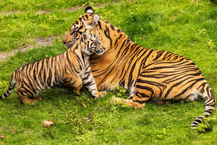 Bayi Harimau Sumatera Debut di Disney's Animal Kingdom Florida
