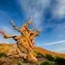 Pohon Tertua di Dunia, Usianya Hampir 5.000 Tahun