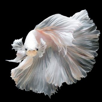 Ilustrasi ikan cupang berwarna putih. 