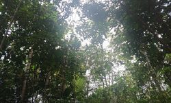 Hutan Terbuka di Desa Kenanga, Keriang dan Tradisi Gasing yang Menghilang