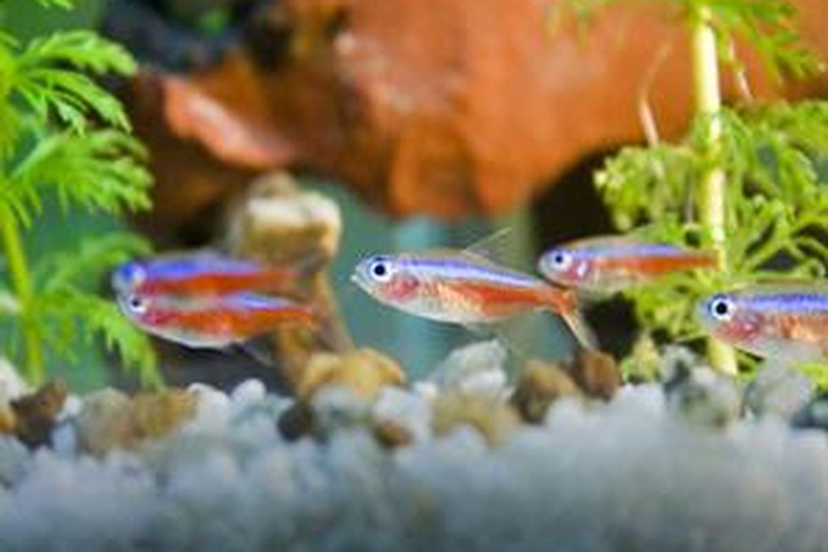 Ikan hias neon tetra