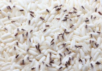 Cara Mencegah Serangan Kutu Beras Pakai 3 Bumbu Dapur Ini