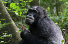 Simpanse Pakai Tanaman di Hutan untuk Obat