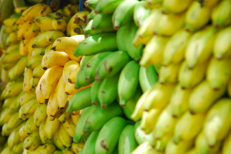 Pisang Mas Kirana Lumajang Bidik Singapura, Produksi 191 Ton per Bulan