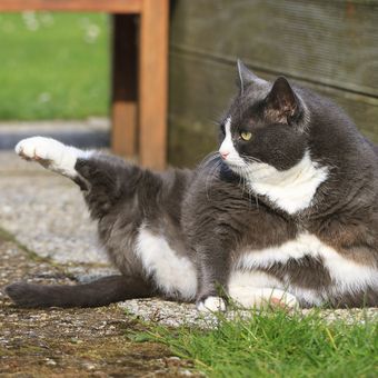Ilustrasi kucing obesitas, ilustrasi kucing gemuk.