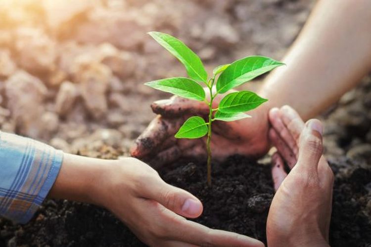 3 Cara mudah menanam pohon yang benar