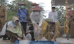 Jaga Kelestarian Ikan Endemik, Kementerian KP Kembangkan Pembenihan Ikan Gabus di Kalsel