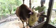 Prabowo Beli 