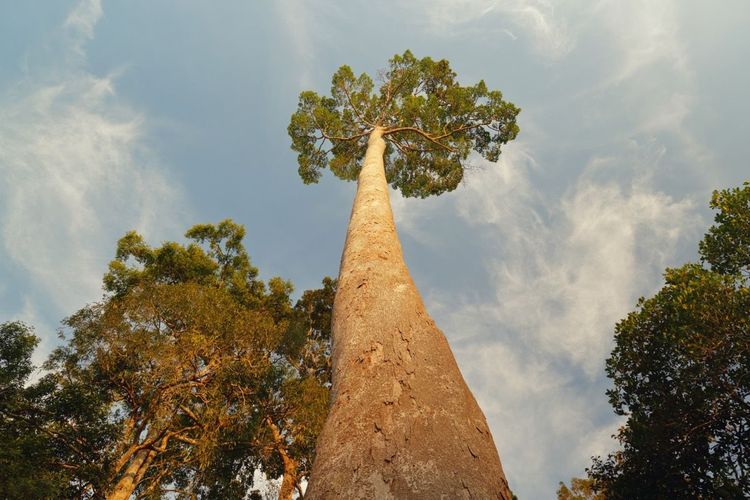 Pohon Menara di Sabah