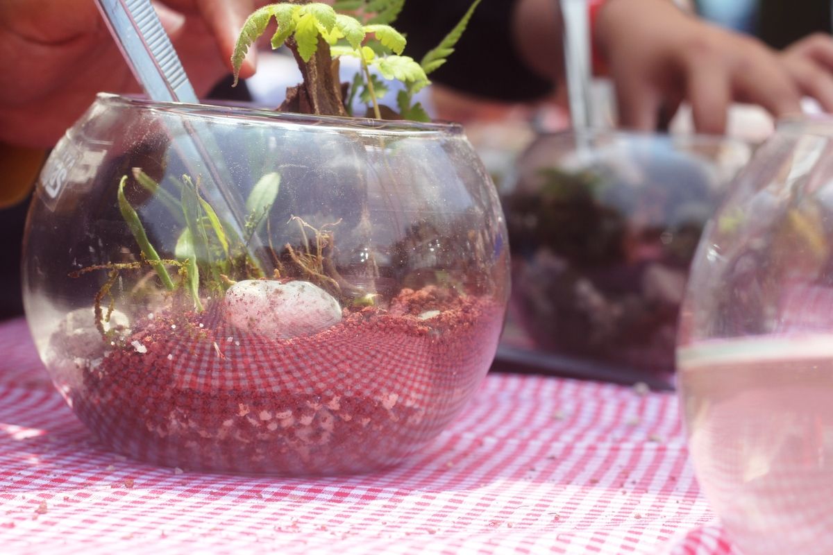 Miniatur ekosistem hutan hujan tropis dalam toples sebagai kreasi seni terarium yang bernilai konservasi