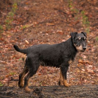 Ilustrasi rasa anjing Jagdterrier. 