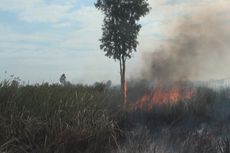 Cegah Kebakaran Lahan Gambut, Indonesia Perluas Aturan Moratorium 