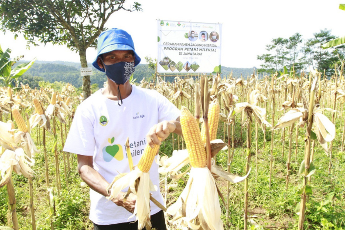 Panen jagung perdana program Petani Milenial yang didukung Bank BJB. 