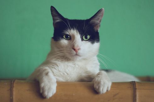 Riset Buktikan, Kucing Mampu Mengenali dan Merespon Suara Pemiliknya