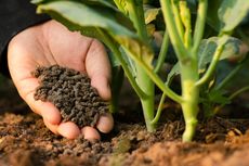 6 Bahan Pupuk Alami yang Bisa Bantu Tanaman Tumbuh Subur