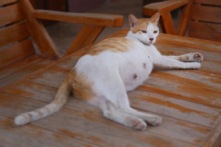 Ilustrasi kucing hamil. 