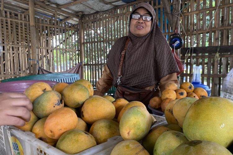 Musim Panen Tiba, Mangga Gedong Gincu Indramayu Dijual Mulai Rp 25.000 dan Ramai Dibeli