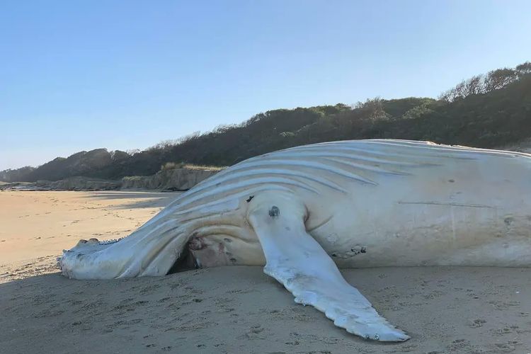 Paus albino langka yang terdampar di pantai di Australia dipastikan bukan paus bungkuk putih yang terkenal di dunia, Migaloo.

