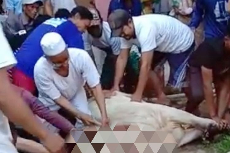 Tangkap layar video detik-detik guru ngaji Asmala tewas saat menyembelih sapi(KOMPAS.com)