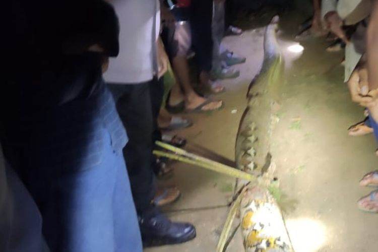 Ular Piton sepanjang 7 meter yang telah melilit warga hingga tewas, berhasil dilumpuhkan warga di kabupaten Konawe Selatan, Provinsi Sulawesi Tenggara.