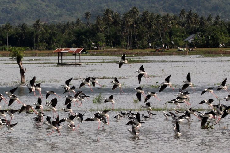 Sekumpulan burung migran mendatangi Danau Limboto, Gorontalo.