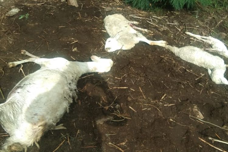 Kambing ternak yang mati didiuga diserang hewan buas di Desa Sempol, Kecamatan Ijen, Bondowoso.