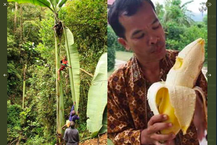 Foto Viral Pohon dan Pisang Raksasa Asal Papua, Ini Penjelasan LIPI Halaman  all - Kompas.com