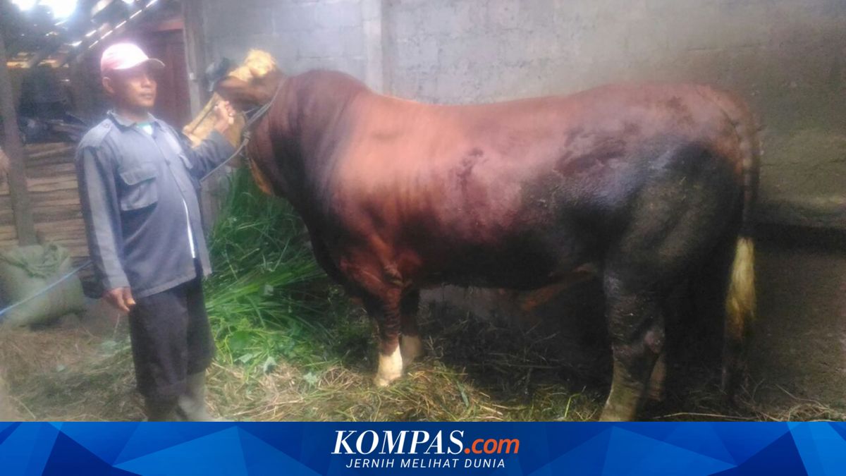 Dipijat dan Diberi Jamu, Berat Sapi Asal Merapi Ini Capai 1,25 Ton