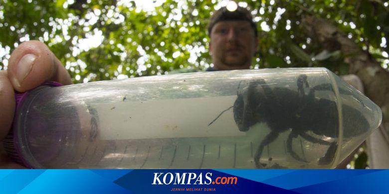Apa Yang Terjadi Di Dunia Ini Jika Semua Serangga Lenyap Halaman All Kompas Com