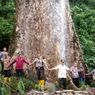 Kabupaten Agam Punya Wisata Pohon Raksasa Berusia 500 Tahun