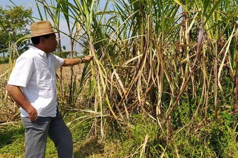 Kejar Swasembada Gula Konsumsi 2025, PTPN Tambah 10 Hektar Lahan Tebu