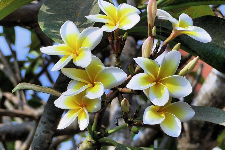 Ilustrasi bunga kamboja atau frangipani. 