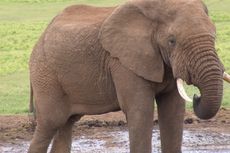 Tiga Gajah Taman Nasional Mati Dibantai