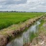 Periset BRIN: Memilih Kalteng untuk Food Estate adalah Pilihan Tepat