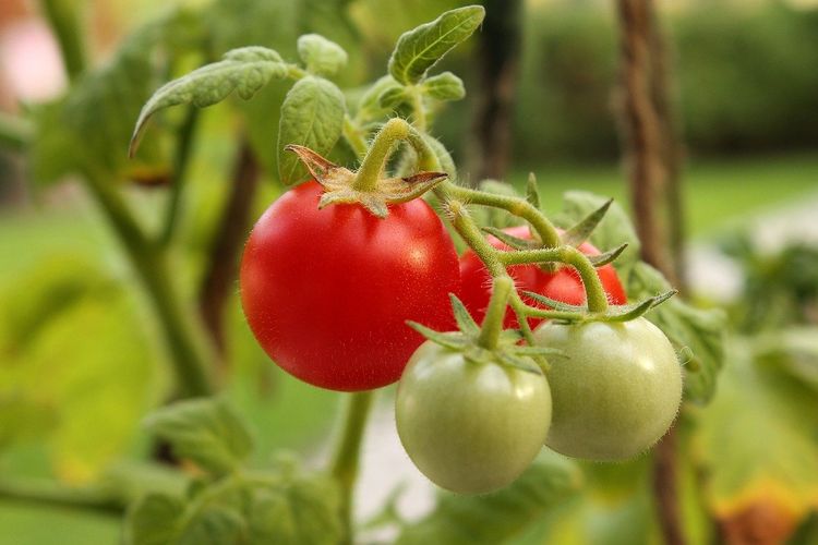 Tomat termasuk jenis tanaman yang bisa tumbuh subur di musim penghujan.