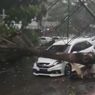 Hujan Deras dan Angin Kencang Landa Jember, Satu Mobil Ringsek Tertimpa Pohon Tumbang