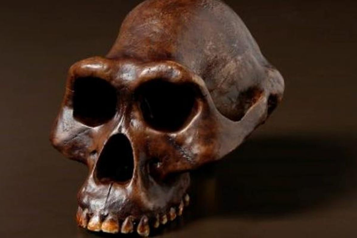 Fosil tengkorak Australopithecus afarensis atau Lucy di Australian Museum.