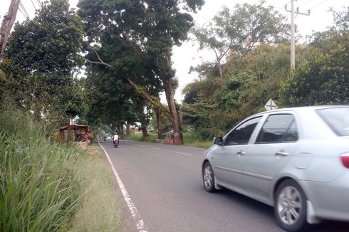 Pengguna Jalan Diingatkan Potensi Pohon Tumbang dan Longsor di Jalur Puncak