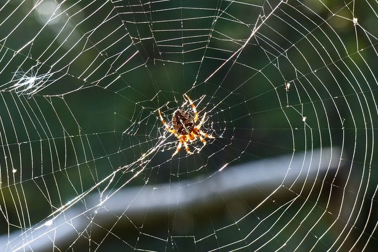 Ilustrasi jaring laba-laba