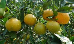 Tanaman Jeruk di Malang Ini Bisa Panen Setahun 5 Kali 