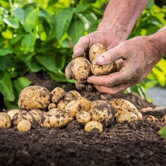 Ilustrasi kentang, menanam kentang.