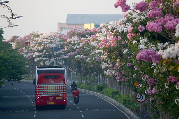 Bunga tabebuya bermekaran di sejumlah jalan protokol di Kota Surabaya, Jawa Timur