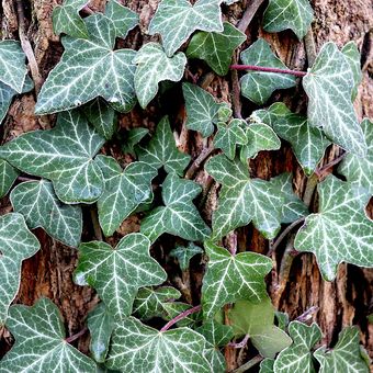 Ilustrasi tanaman hias ivy, daun ivy, english ivy.