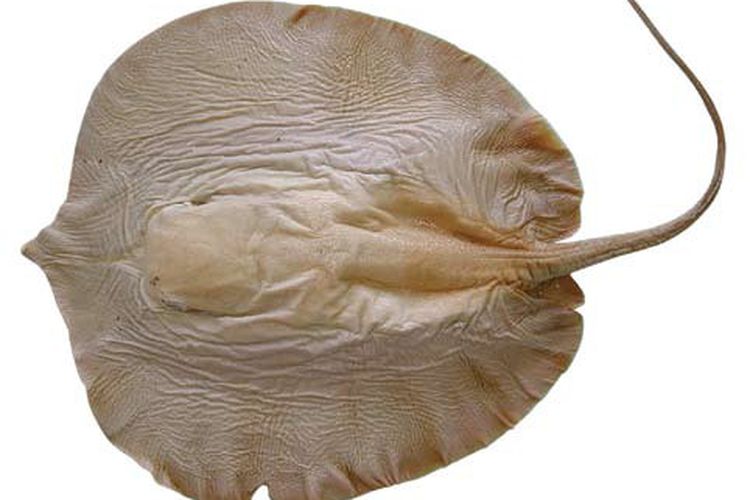 Ikan pari sungai raksasa (Urogymnus polylepis)